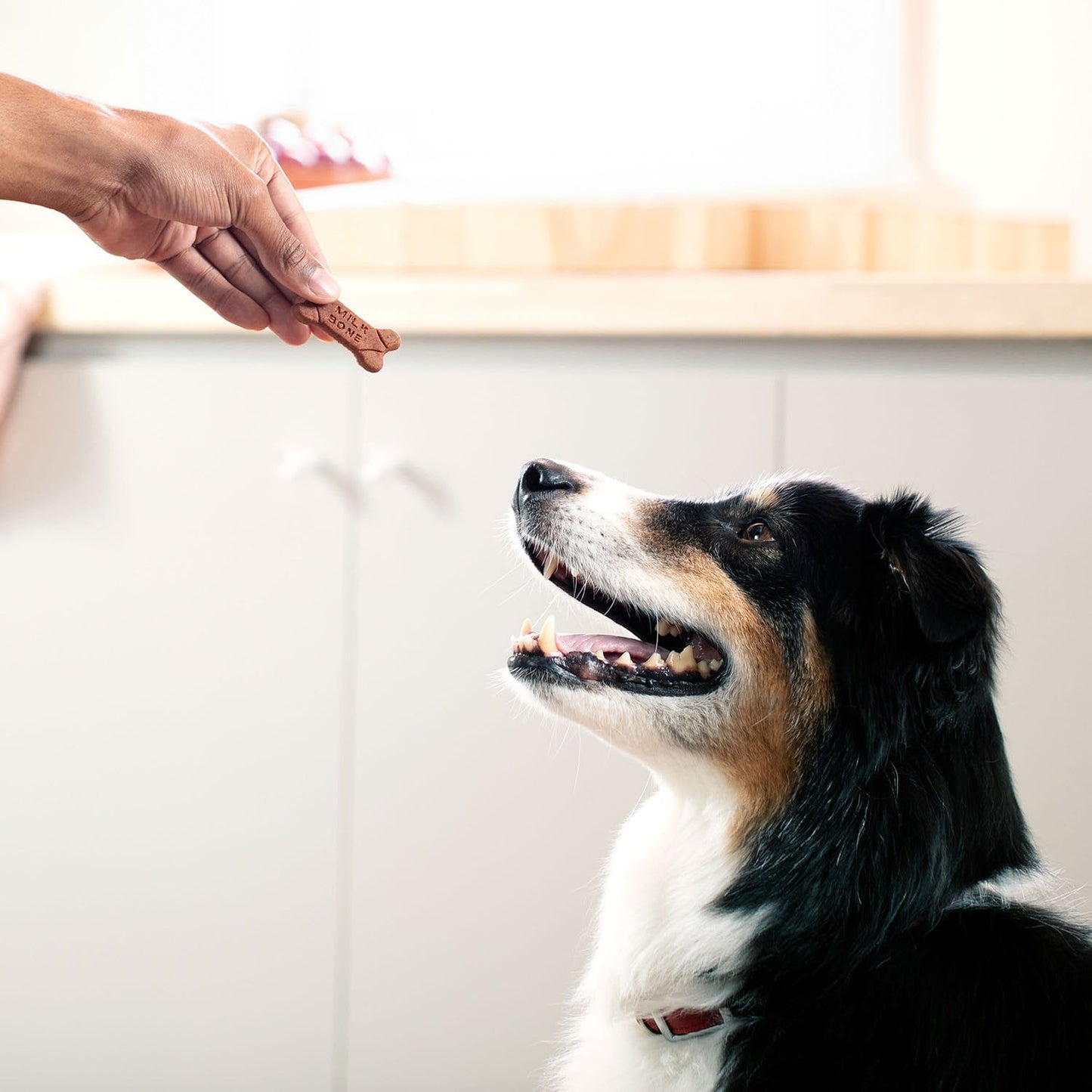 Milk-Bone, Chicken Recipe, Soft & Chewy Dog Snacks, 37 oz.